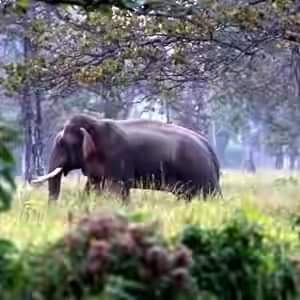 झापामा हात्ती आतंक, स्थानीयवासिन्दालाई घरबाट बाहिर ननिस्कन प्रहरीको अनुरोध
