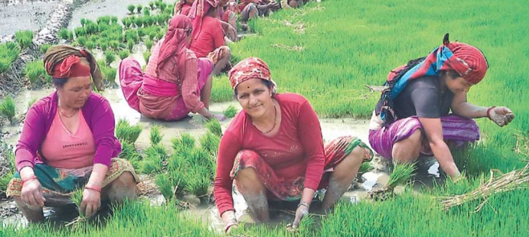 करिब २५ अर्ब रुपैयाँको चामल आयात हुने मुलुकमा धुमधामसंगले धान दिवस मनाईयो