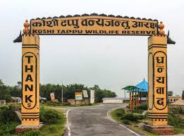कोशी टप्पुमा ठुलो संख्यामा गाई गोरु मर्नुको कारण यस्तो……