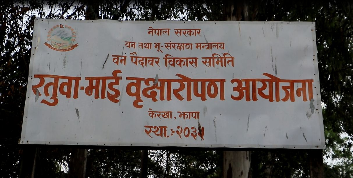 बृक्षारोपण आयोजना बन्यो चमेराको बासस्थान