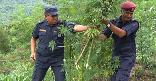 गाँजामा प्रतिवन्ध नलगाउन भन्दै संसदमा विधेयक दर्ता