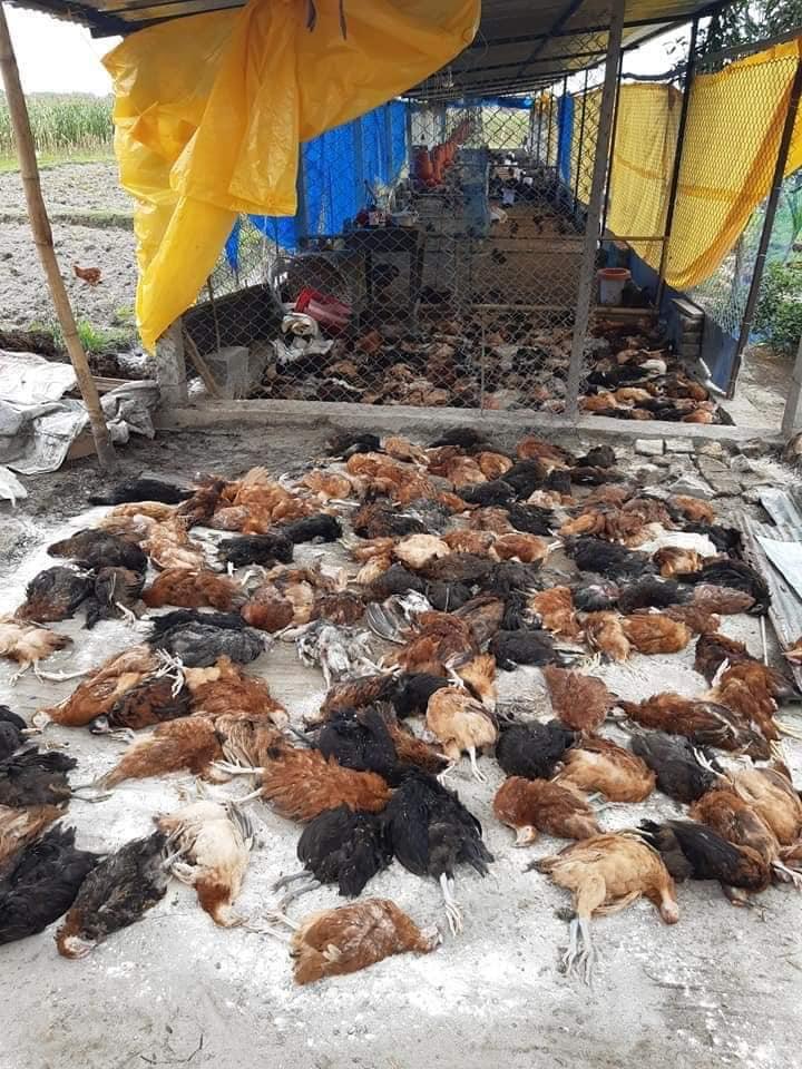 भुस्याहा कुकुरले मार्यो ६५० वटा लोकल कुखुरा