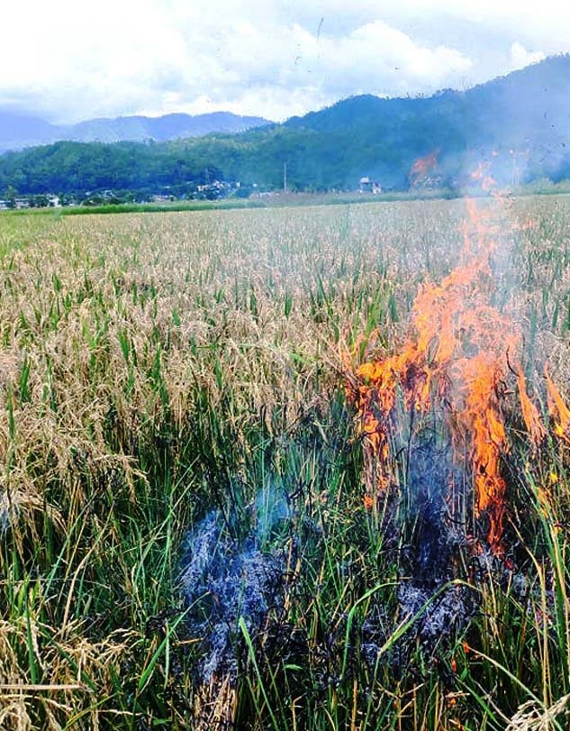 किसानले धान खेतमै आगो लगाए, ट्याक्टरले जोते