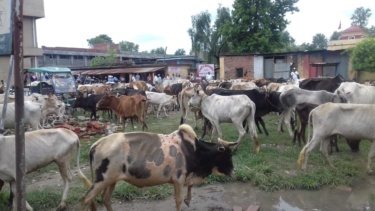 कोरोना कहर: पशु चौपाया व्यवसायी लाई हातमुख जोर्नै धौधौ