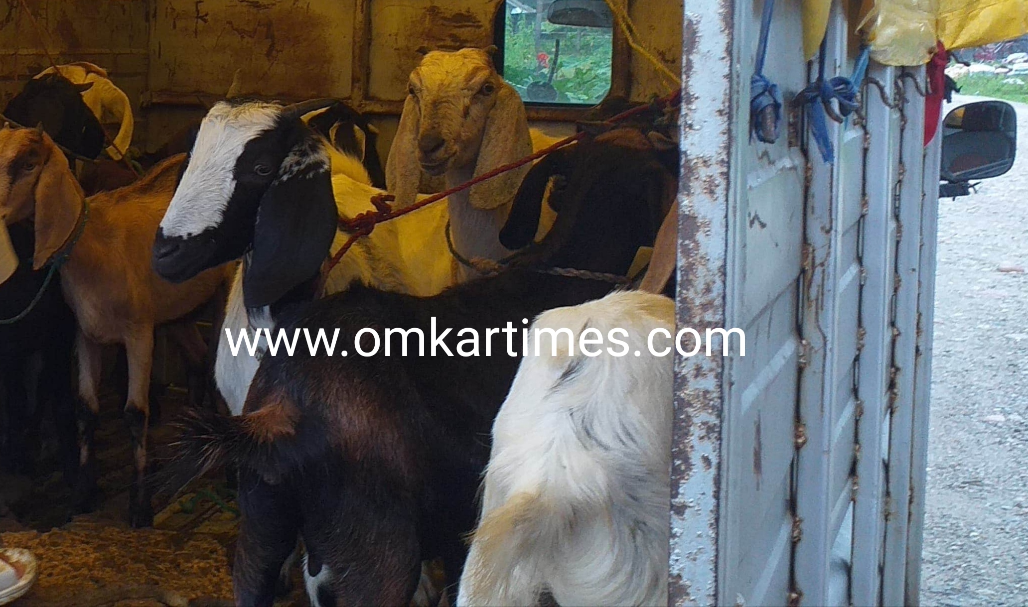 ओमकार प्रभाव : गौरादहमा वितरण गरिसकेको बाख्रा फिर्ता , अनियमितता भएको ठहर