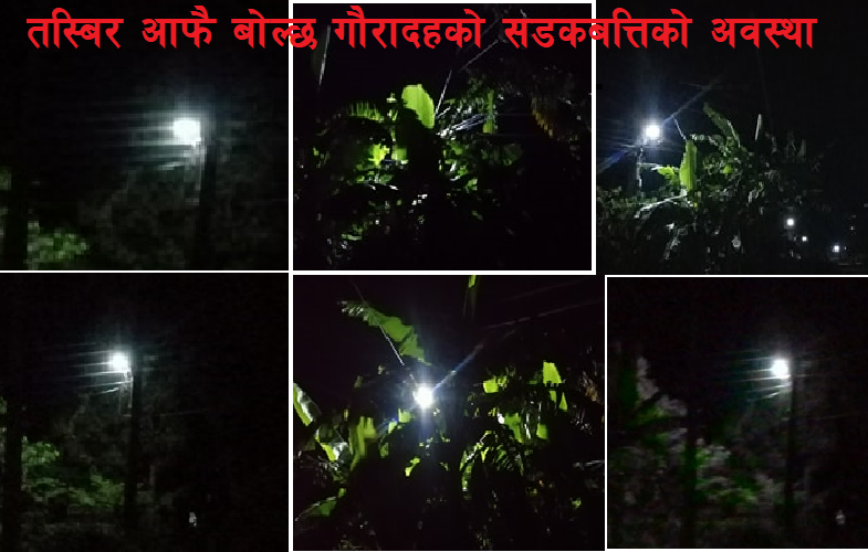 गौरादहका सडक बत्तिहरु झाडी भित्र लुके, ‘मेयर’ लाई थाहै छैन, अनुगमन फितलो