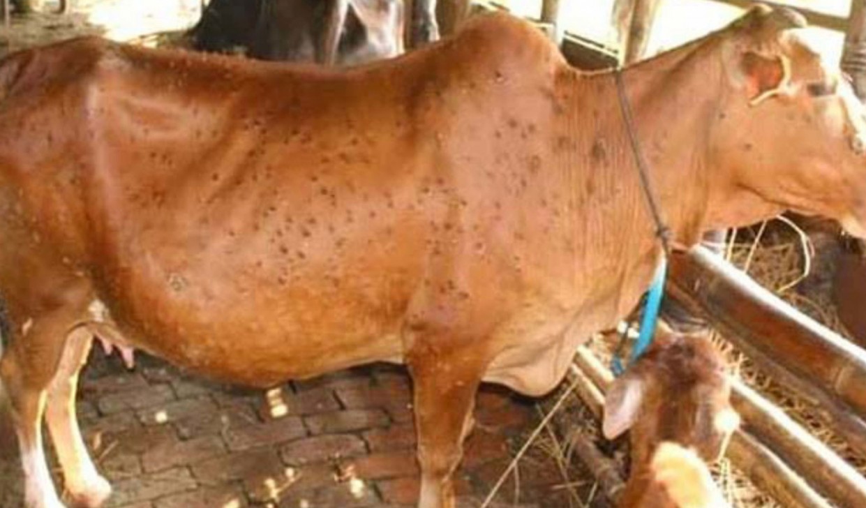 प्रदेश १ का पशुचौपायामा खतरनाक रोग, यस्तो छ विज्ञको सुझाव