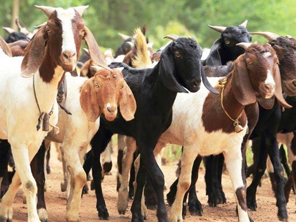 काठमाडौँमा ६० हजार खसीबोका बिक्री हुने