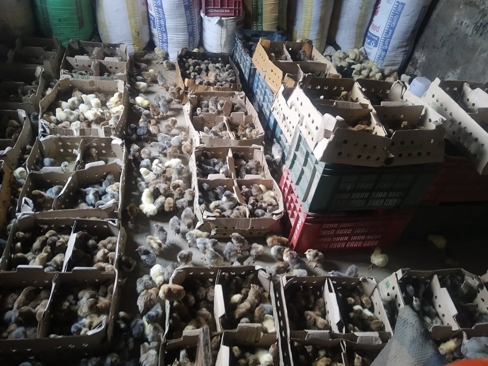 अवैधरुपमा काठमाडौँमा चल्ला ल्याइ रङ बदलेर बेच्न खोज्ने ४ जना पक्राउ