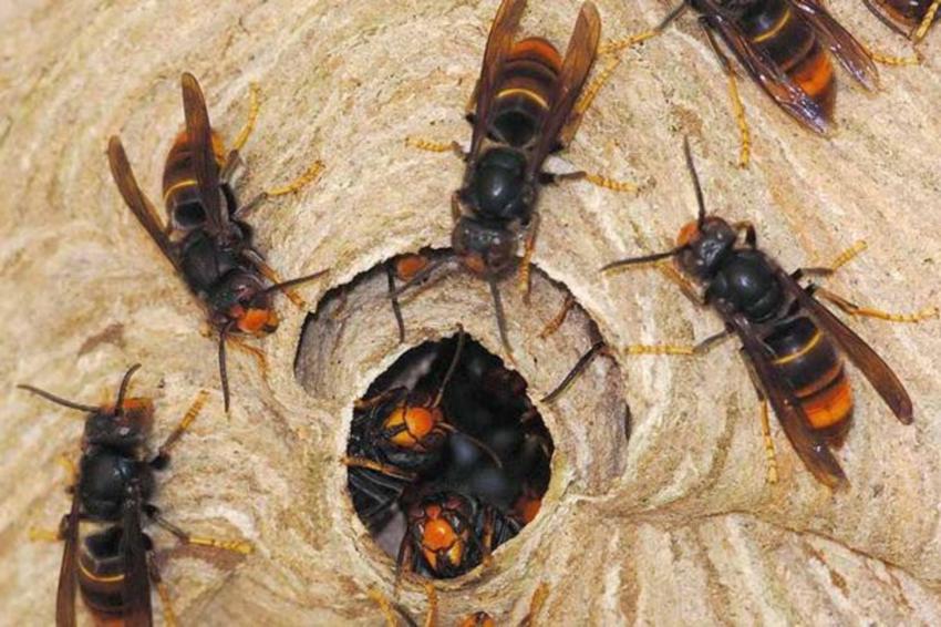 अरिङ्गालको टोकाइबाट दुई बालिकाको मृत्यु
