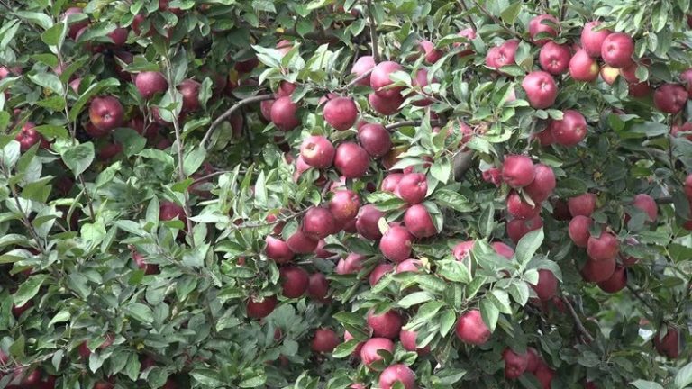 जुम्लामा यस वर्ष स्याउबाट करिब ५० करोड भित्रिने आँकलन