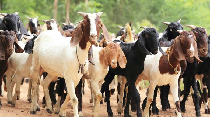 बाख्रापालनबाट एउटै गाउँमा वार्षिक ९० लाख आम्दानी