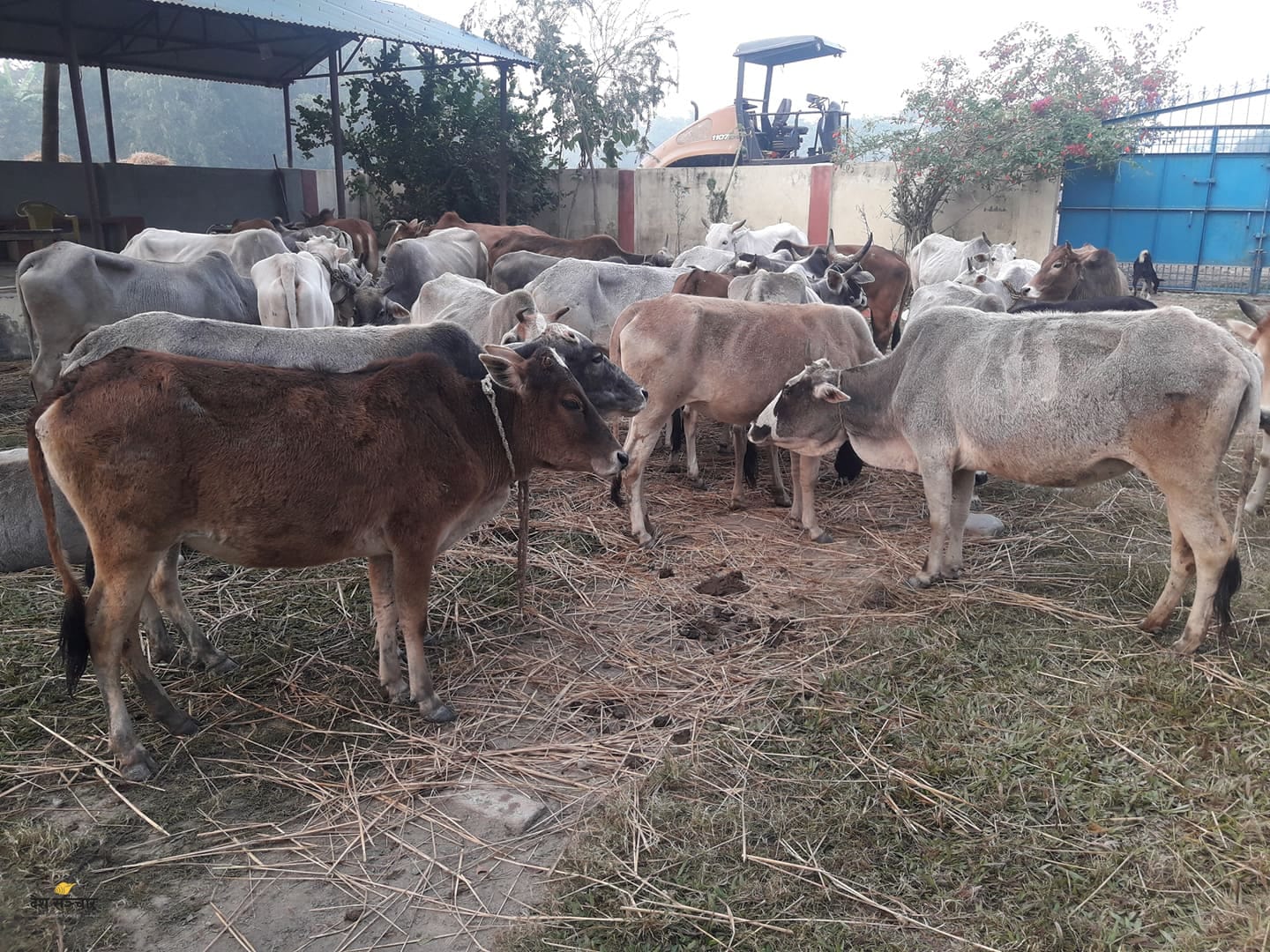 बूढा र रोगी गाई लिँदै, लैनो गाई दिँदै