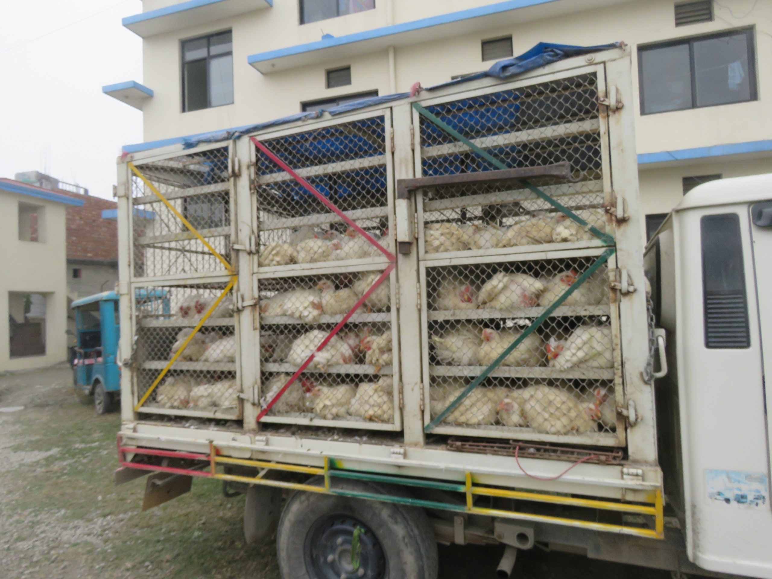सीमावर्ती क्षेत्रबाट प्रतिबन्धित ब्रोइलर कुखुरा भित्र्याउन नेकपाका स्थानीय नेताकै संलग्नता