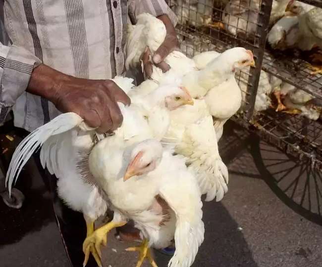 बर्डफ्लू नियन्त्रणका लागि र्‍यापिड रेस्पोन्स टीम तयार