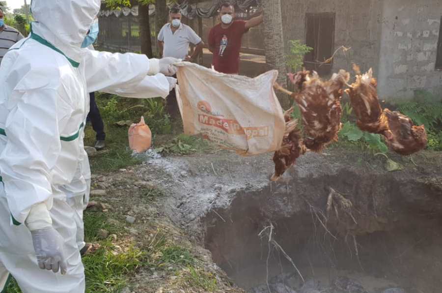 चितवनको आठ फार्ममा बर्डफ्लु, फार्म आसपासका पक्षी नष्ट गरिँदै