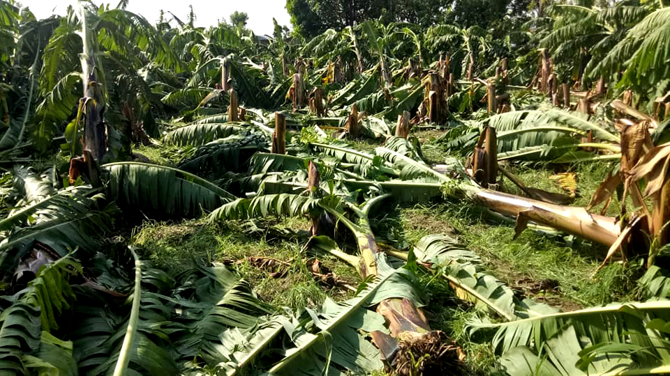 हावाहुरीबाट झापामा दुई करोड क्षति
