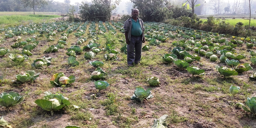 बाँकेमा हावाहुरीले तरकारी तथा फलफूलमा क्षति