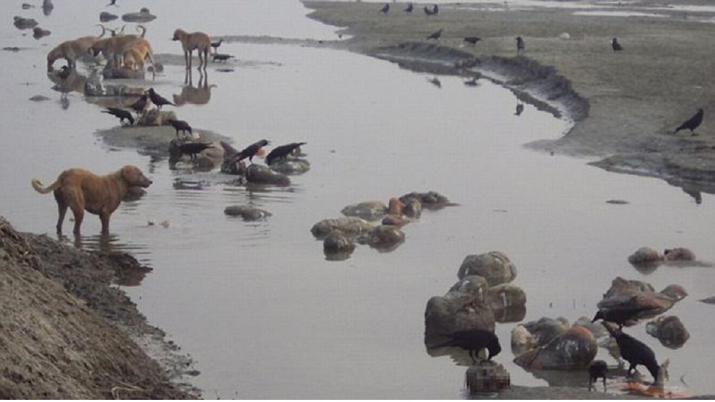 भारतको गंगा नदीमा ४० शव तैरिरहेकाे अवस्थामा फेला, कुकुरकाे भीड, कोरोना संक्रमित हुन सक्ने