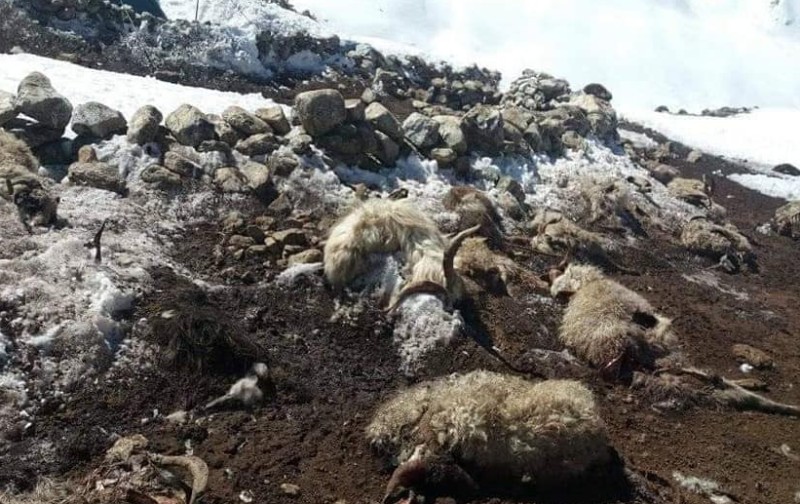 हिमपातका कारण रानीखर्कमा ५० वटा भेडाबाख्रा मरे