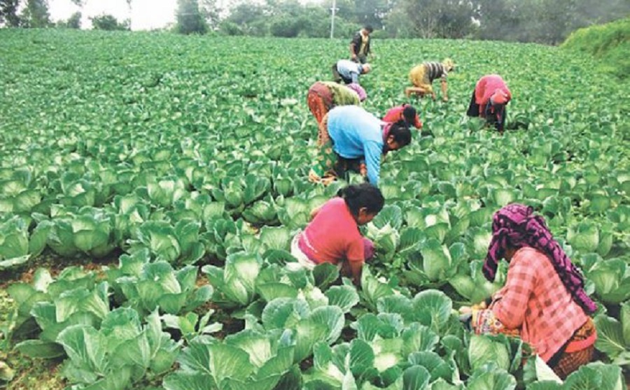 उत्पादित तरकारी खेर जाने भएपछि किसान चिन्तित