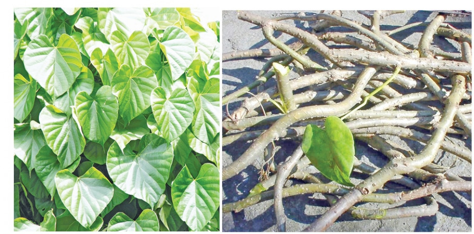 पशुपति क्षेत्रका सबै खाली ठाउँमा गुर्जो रोपिँदै