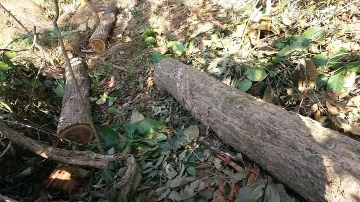 तस्करको आक्रमणमा परि दुईजना वनका कर्मचारी घाइते