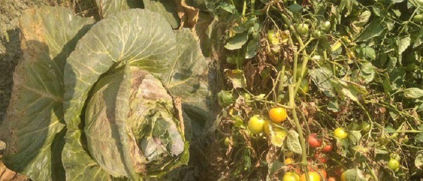 कोरोना महामारीले लाखौँको तरकारी नष्ट