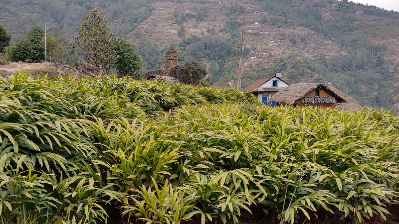 अलैँचीको भाउ पाएपछि किसान मक्ख