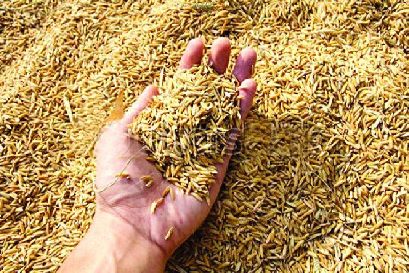 गौरादह नपामा हाइब्रिड धानको परीक्षण