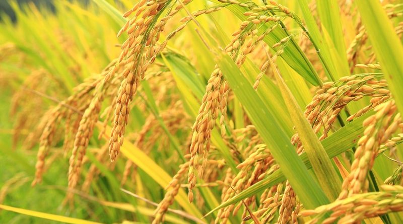 ७० हजार मेट्रिकटन चैते धान उत्पादन