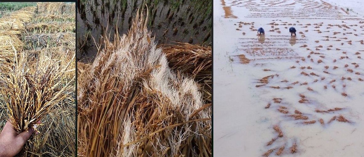 धानबालीमा सवा आठ अर्बको क्षति
