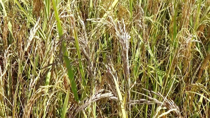 ‘न खेतका धानमा दाना लाग्ने भो, न त बारीको कोदो नै रह्यो
