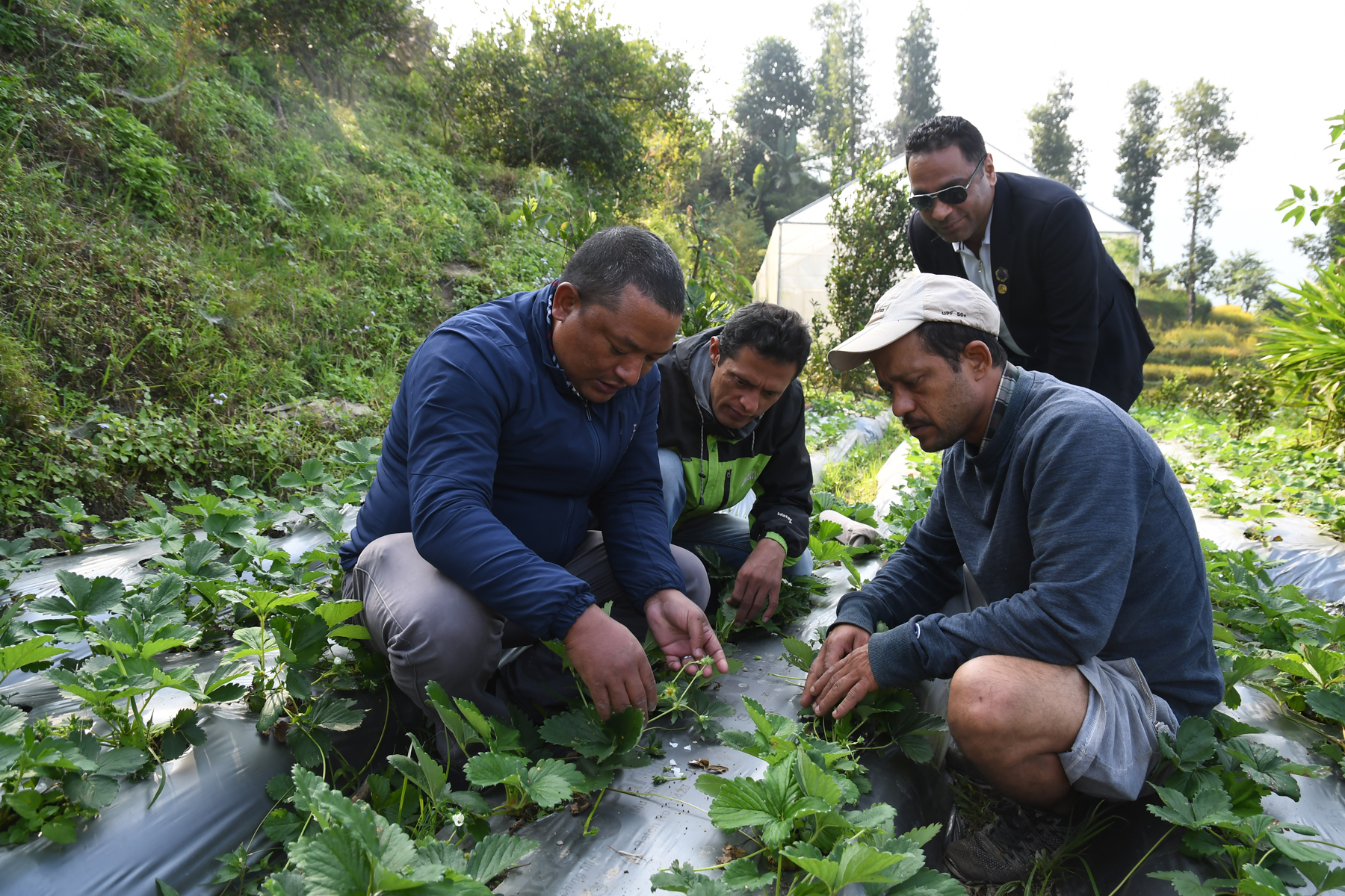 विषादीरिहत तरकारी खेतीका लागि सीप सिक्दै किसान