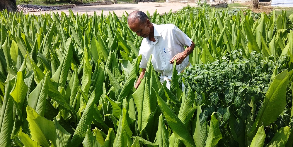 उत्कृष्ट बेसार उत्पादन गर्दै सिद्धिपुर