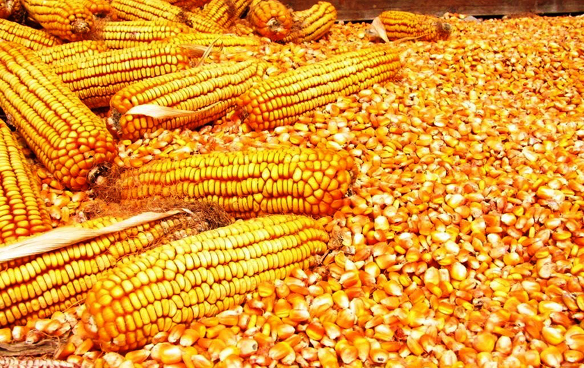 मकैको बीउमा परनिर्भरता बढ्दैः झण्डै सात अर्वकाे बीउ आयात