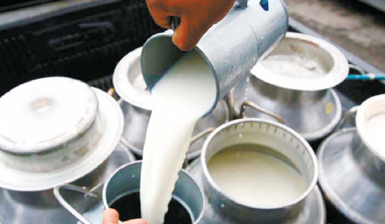 लमजुङमा १६ हजार १४३ मेट्रिक टन दुध उत्पादन