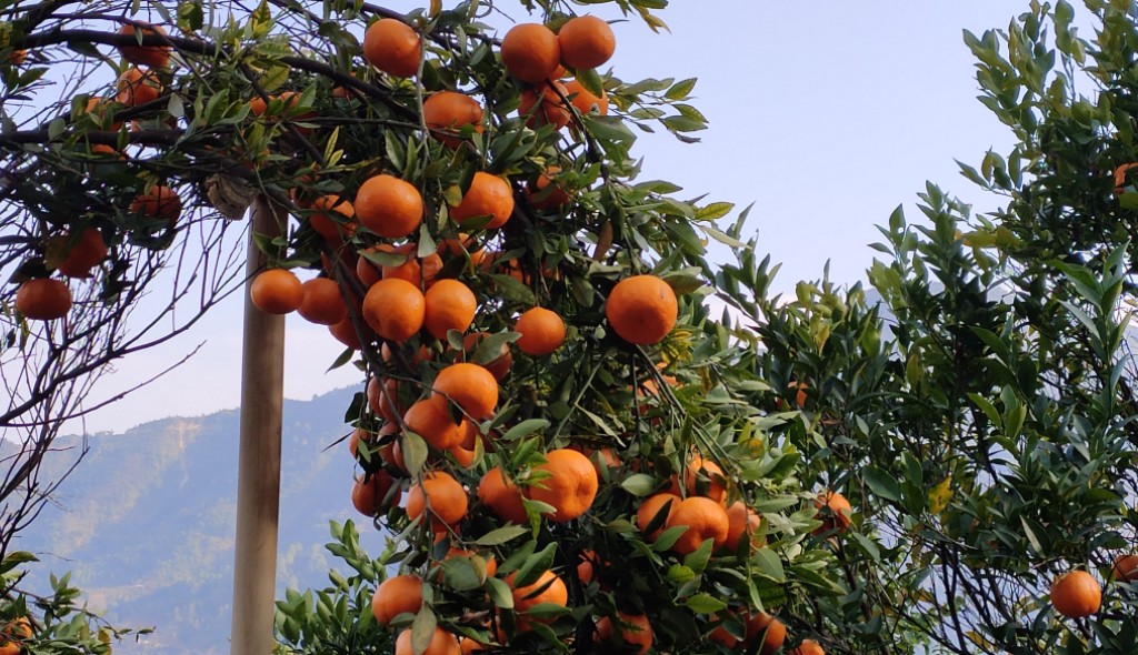 यातायातको सुविधाले व्यावसायिक सुन्तला खेतीमा किसानकाे आकर्षण