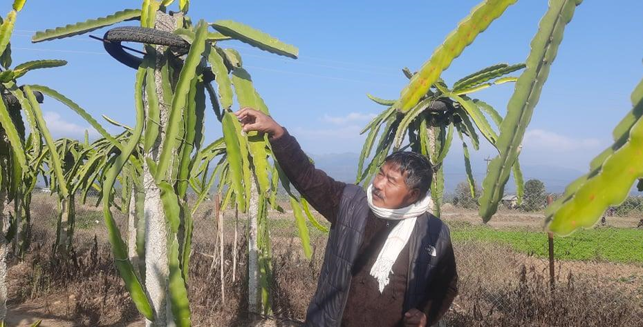 व्यावसायिक ड्रागन खेतीबाट आम्दानी गर्दै पूर्वमन्त्री लोकेन्द्र विष्ट
