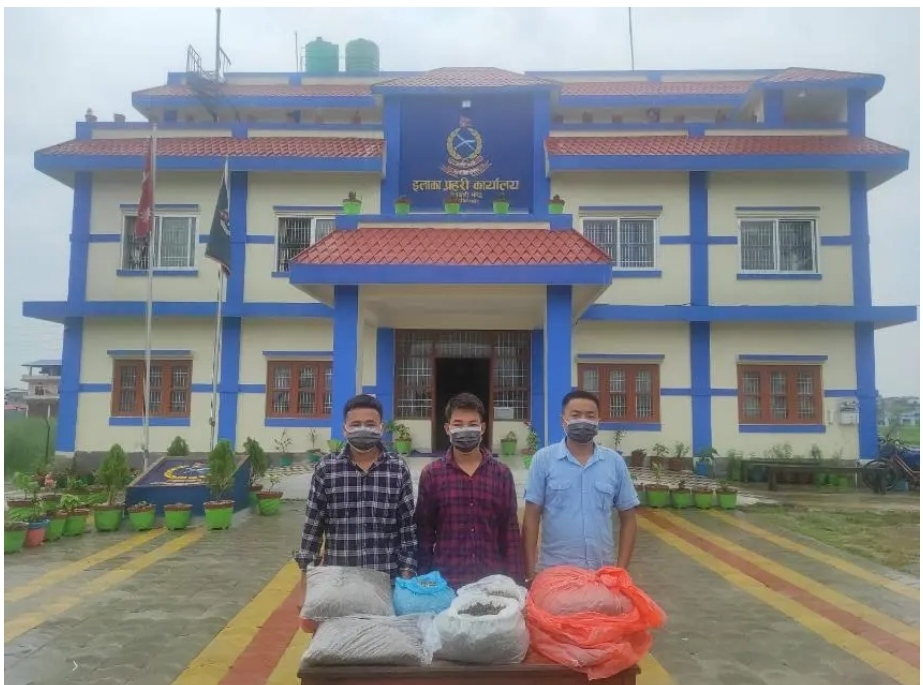 मोरङबाट ८ किलो गाँजासहित तीन जना पक्राउ