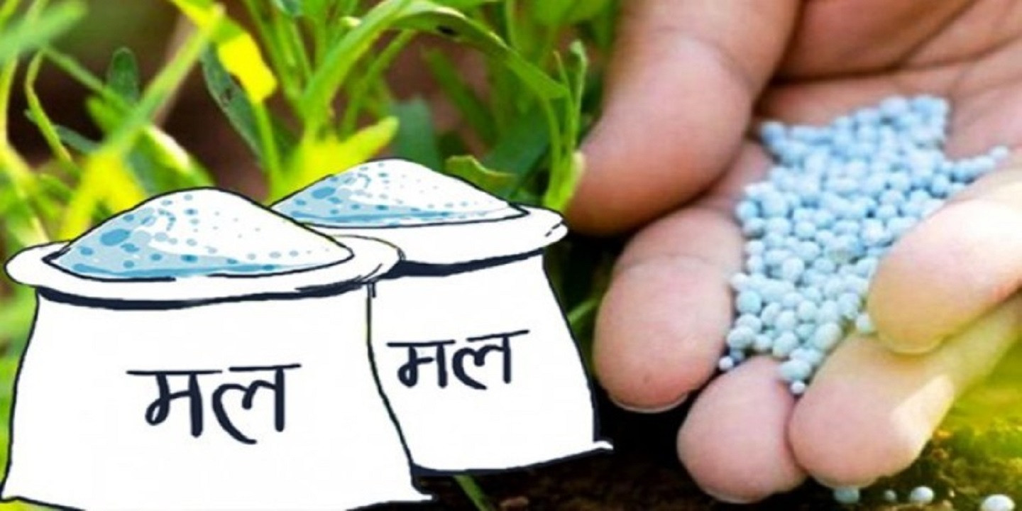 मल आउनै बाँकी : यी ठाउँमा रोपाइँ सुरु