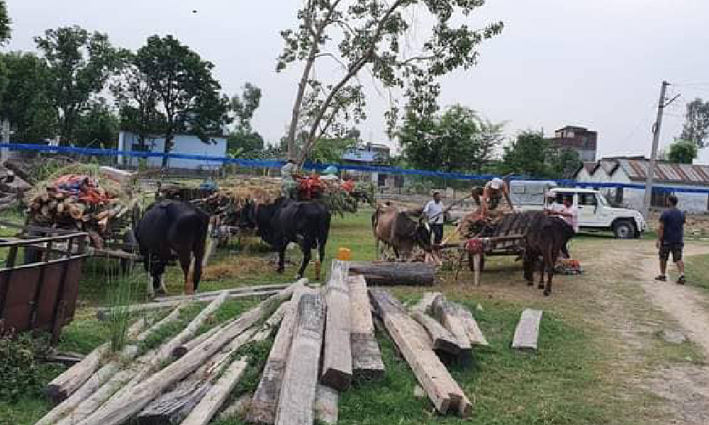 कैलालीमा सालको गोलियासहित ३ जना पक्राउ