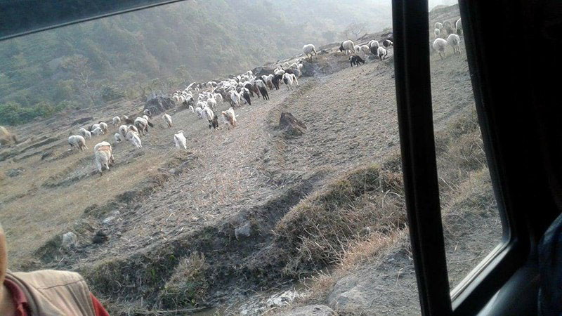 गुरुङ समुदायको पुर्ख्यौली पेसा भेडापालन व्यवसाय संकटमा