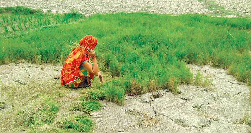 खडेरीले गर्दा रोपाइँमा समस्या