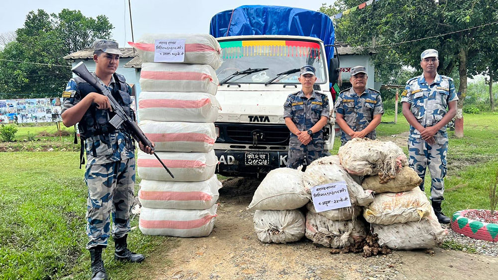 सप्तरीमा अदुवाभित्र गाँजा लुकाएर लगिरहेको मिनीट्रक सशस्त्रको नियन्त्रणमा