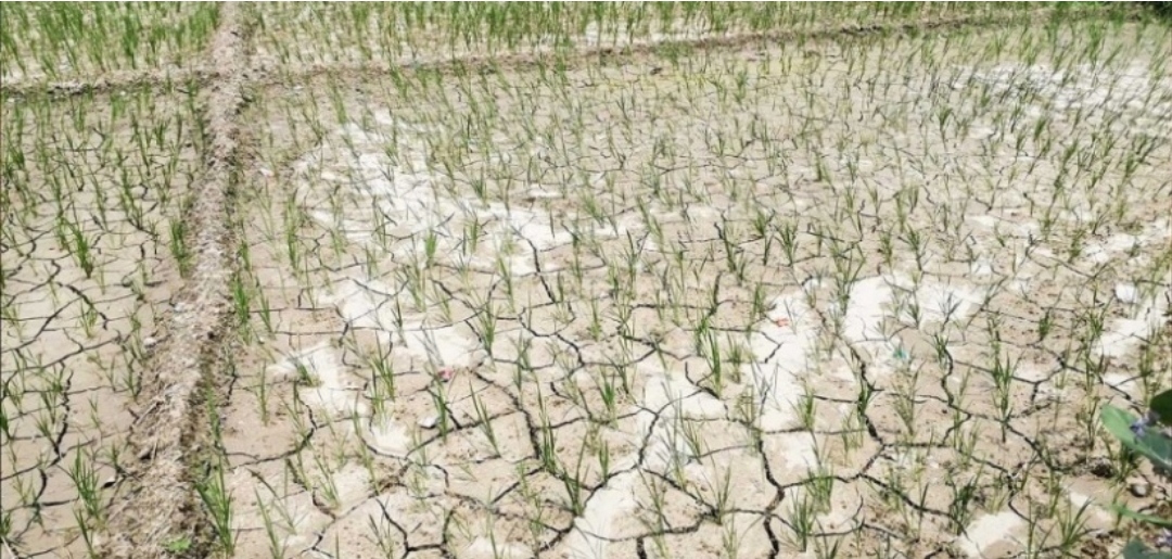 मधेसमा परेन पानी, भएन रोपाइँ