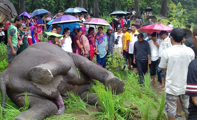 झापाको बुद्धशान्तिमा हात्ती मृत फेला