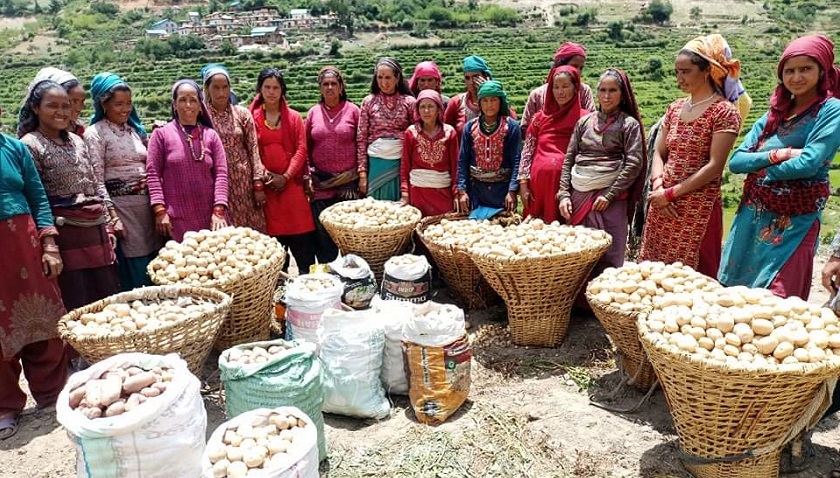 जुम्लाको अर्गानिक तरकारी संकलन गरिँदै