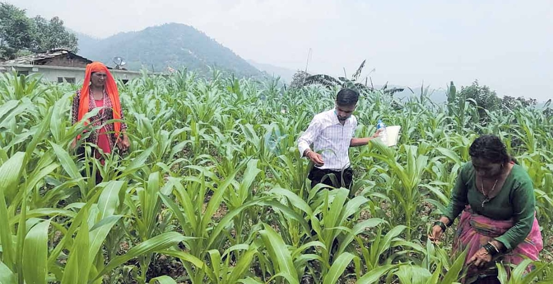 तनहुँमा फौजी किराको प्रकोप, मकै र कोदोबाली नष्ट
