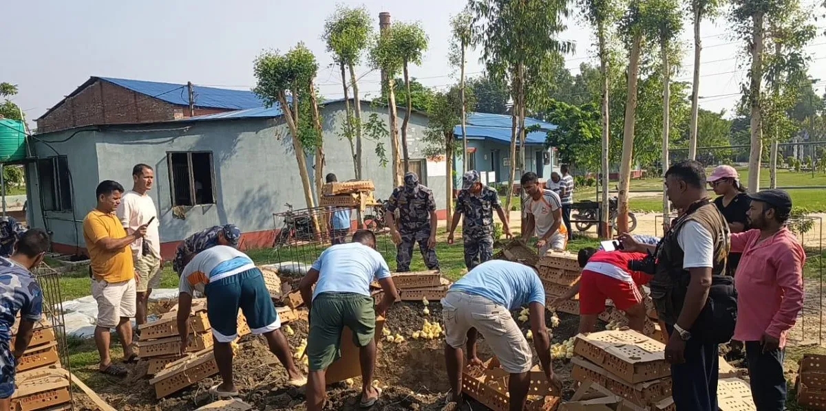 भारतबाट अवैध रूपमा भित्र्याएको कुखुराको चल्ला नस्ट